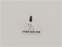 藏品(鞘翅目(2))的圖片